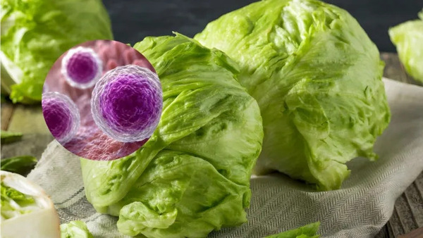 Brote de ciclosporiasis pone bajo la lupa a proveedor de lechuga