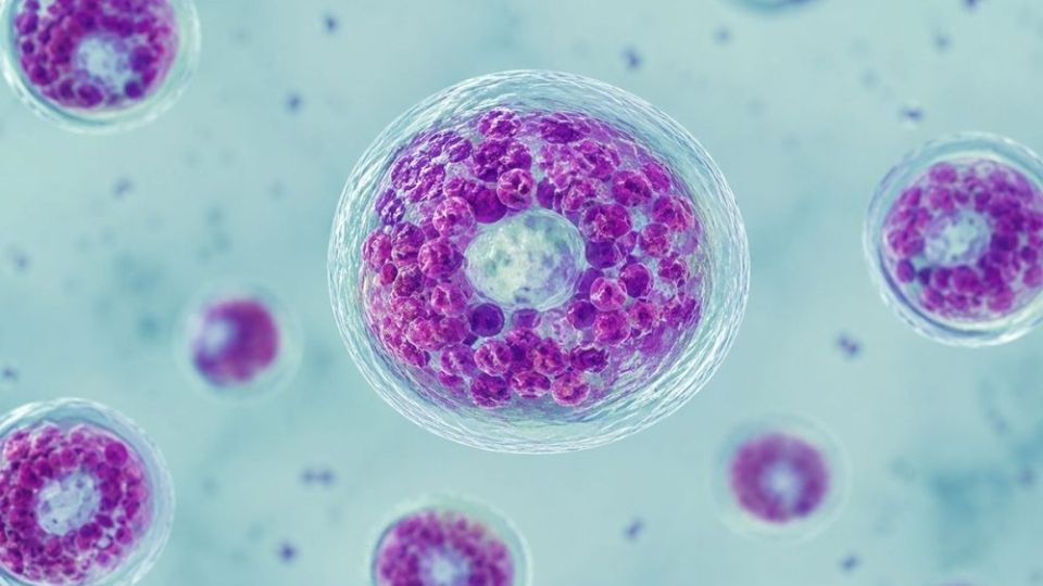 México emite aviso de viaje por brote de ciclosporiasis en Estados Unidos