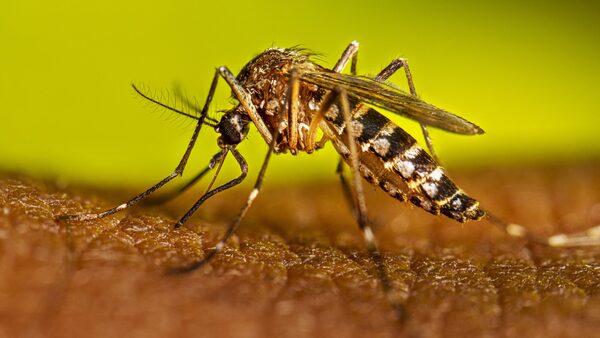 Refuerzan acciones contra el dengue en Centro